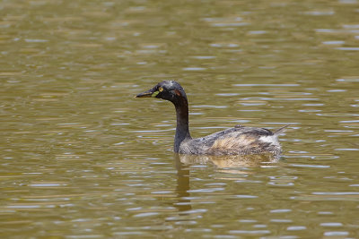 Australasian Grebe