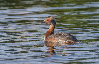 Horned Grebe