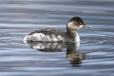 Black-necked Grebe (w.)