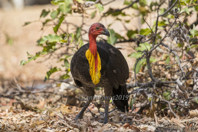 Australian Brush-turkey (m.)