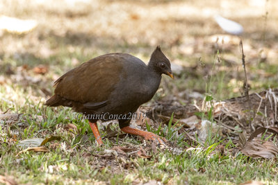 Galliformes 1