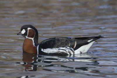 Red-breasted Goose