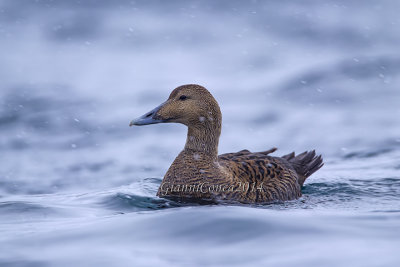 Eider (f.)