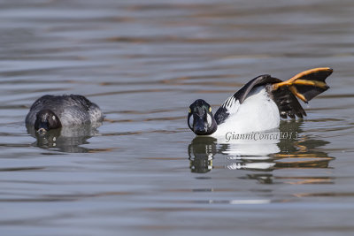 Common Goldeneye (cp.)