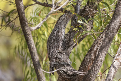 Papuan Frogmouth (m.)