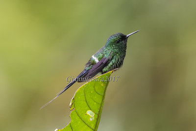 Green Thorntail (m.)