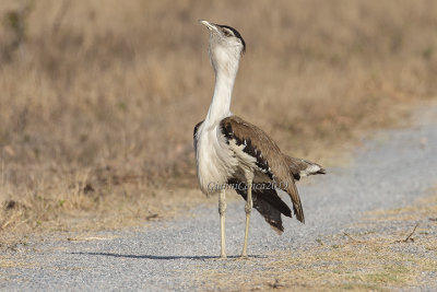 Australian Bustard (m.)