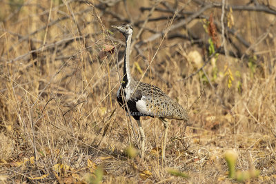 Otidiformes