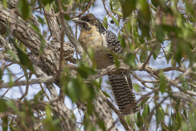 Pacific Koel (f.)