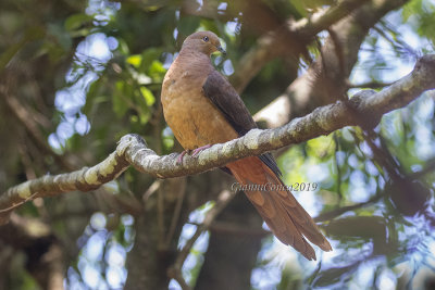 Brown Cuckoo-Dove