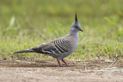 Crested Pigeon
