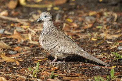 Peaceful Dove