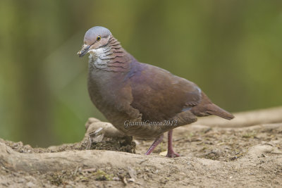 White-throated Quail Dove