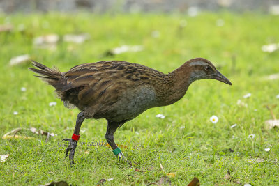 Weka