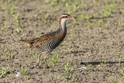 Buff-banded Rail