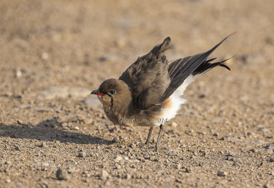 Collared Pratincole