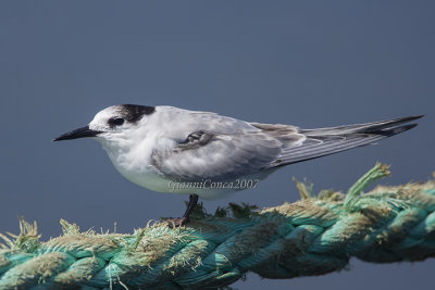 Common Tern (juv.)