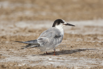 Arctic Tern (juv.)
