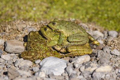 Pelophylax ridibundus 