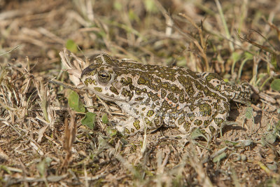 Bufotes viridis balearicus