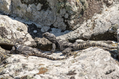 Stellagama stellio