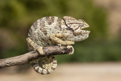 Chamaeleo arabicus 