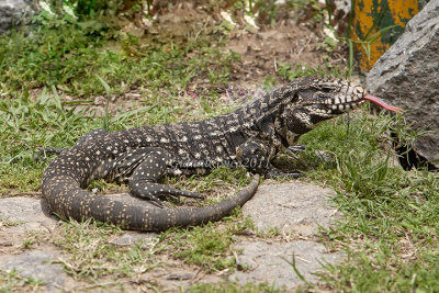 Tupinambis merinae  