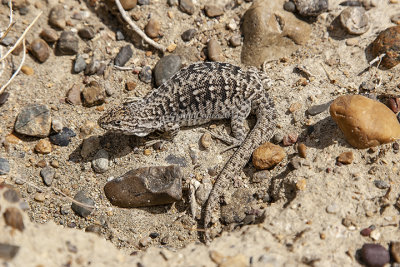 Tupinambis merinae  