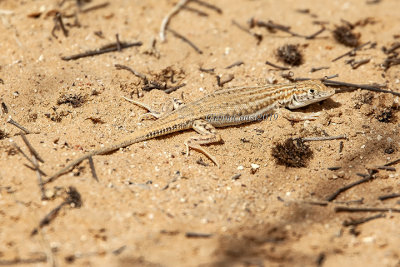 Acanthodactylus schreiberi