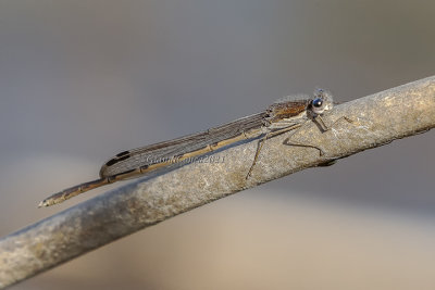 Sympecma fusca (m.)