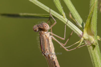 Sympecma fusca (m.)