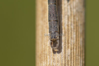  Sympecma fusca (m.) appendages