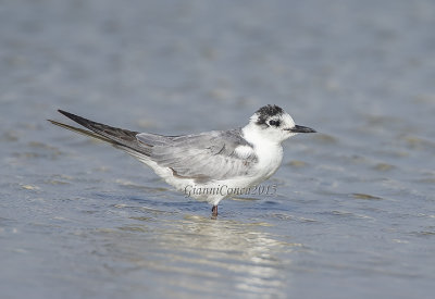 Whiskered Tern (ad.w.)