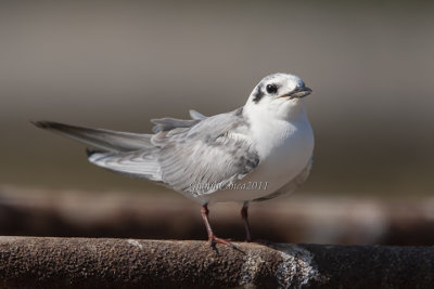 White-winged Tern (ad.w.)