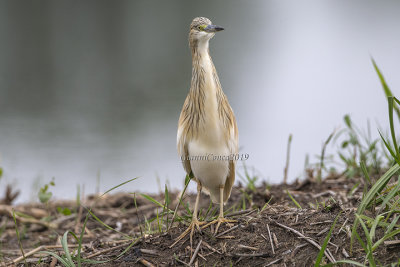 Squacco Heron 