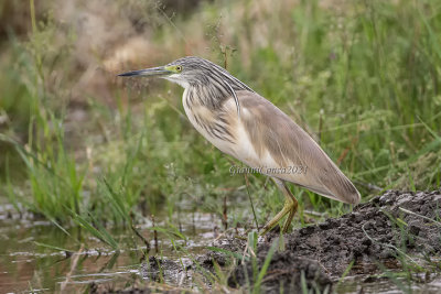 Ardeidae 1