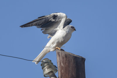 White-tailed Kite