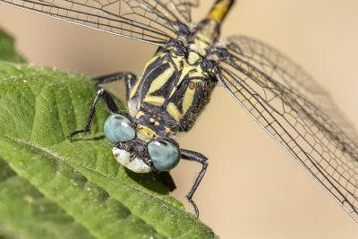 Onychogomphus uncatus (m.)