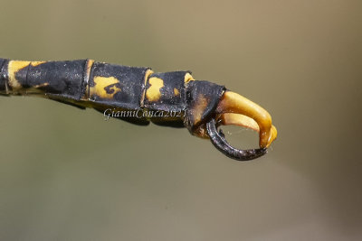 Onychogomphus uncatus (m.) terminal appendages
