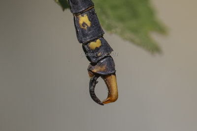 Onychogomphus uncatus (m.) terminal appendages