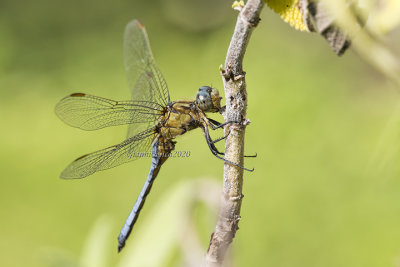 Orthetrum coerulescens (m.)