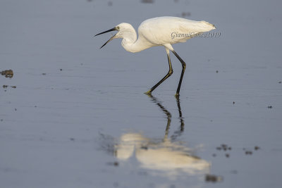 Little Egret