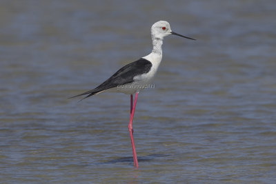 Black-winged Stilt (m.)