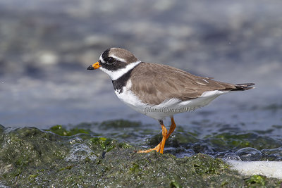 Common Ringed Plover