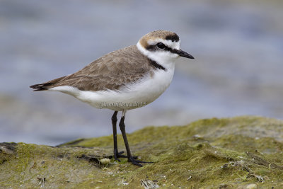 Kentish Plover