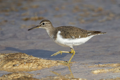 Common Sandpiper