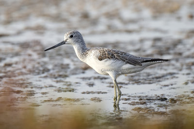 Common Greenshank