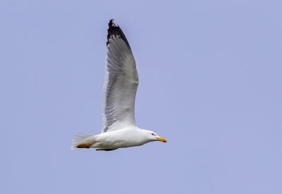 Yellow-legged Gull