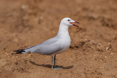 Audouin's Gull