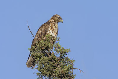 Eurasian Buzzard